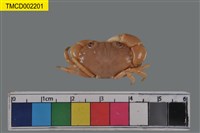 藏品(環紋金沙蟹)的圖片